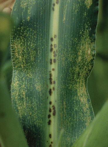 Image shows the leaf of maize infected with brown spot disease.